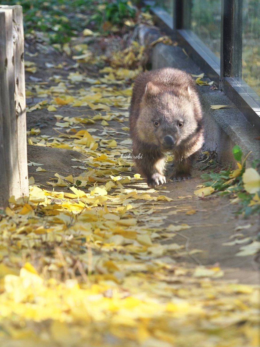 kikichirobin's tweet image. 真剣な眼差し

#コウ 　#五月山動物園 　#池田市　#ウォンバット　#wombat