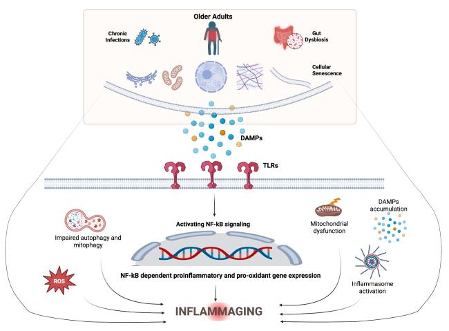agingdoc1's tweet photo. Inflammaging: From Mechanisms to Clinical Implications and Targeted Interventions

"...opportunities and limitations of these approaches for identifying individuals at risk for chronic disease..."

https://t.co/ClCxPi6sQx https://t.co/Tz6OTxUONS