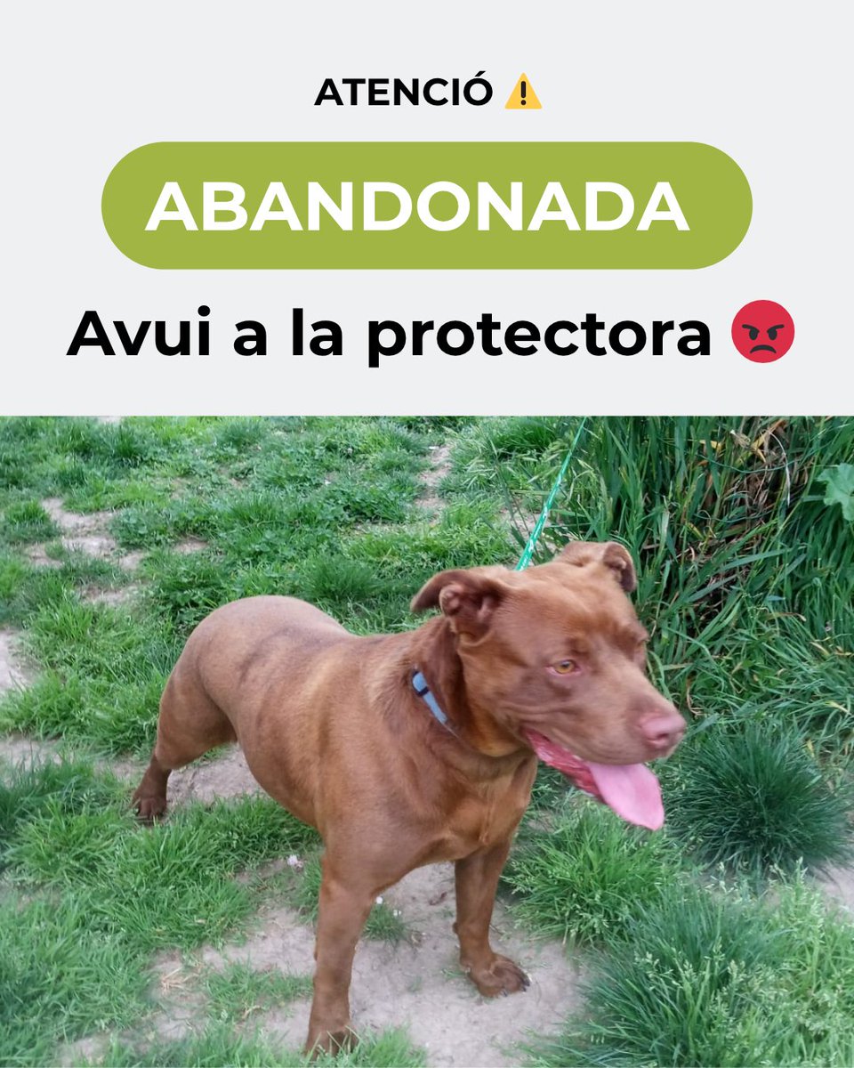 Protectora d'Animals d'Osona tweet media