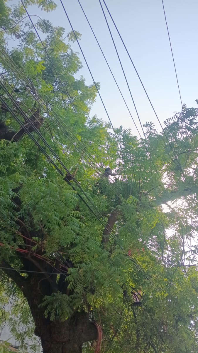 puvvnlvaranasi's tweet image. #Maintenance 
#लक्ष्य_24X7_उपभोक्ता_सेवा
न.वि.वि.खण्ड– मढ़ौली वाराणसी के मंडुआडीह उपकेन्द्र के अंतर्गत #कार्मिकों_द्वारा ओवरहेड लाईन के तार को टच कर रहे पेड़ के डाल की कटाई की गई।
जिससे कोई ब्रेकडाउन या आग नहीं लगे।
@UPPCLLKO @PuVVNLHQ @aksharmaBharat
@ChairmanUppcl @mduppcl