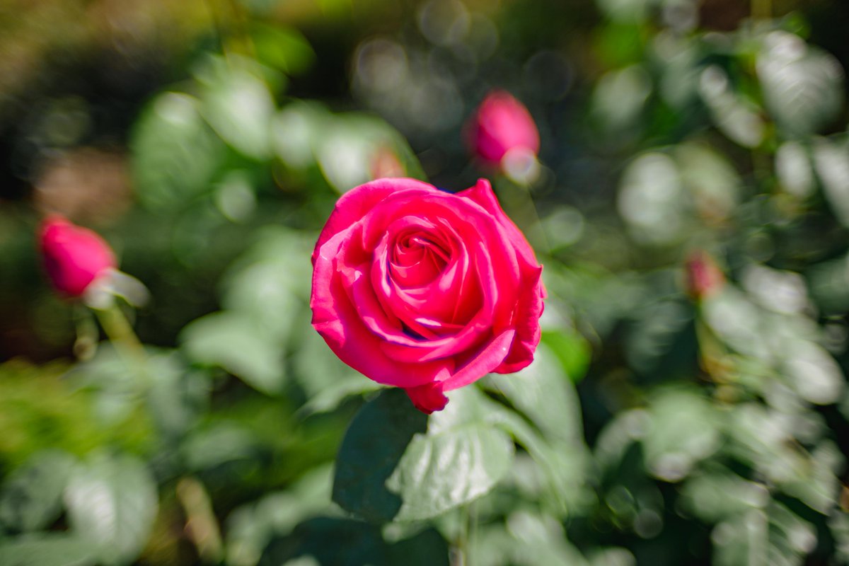 hd14g's tweet photo. GWの初日は旧古河庭園と六義園のはしご
薔薇はまだまだこれから https://t.co/ubGXMZNxij