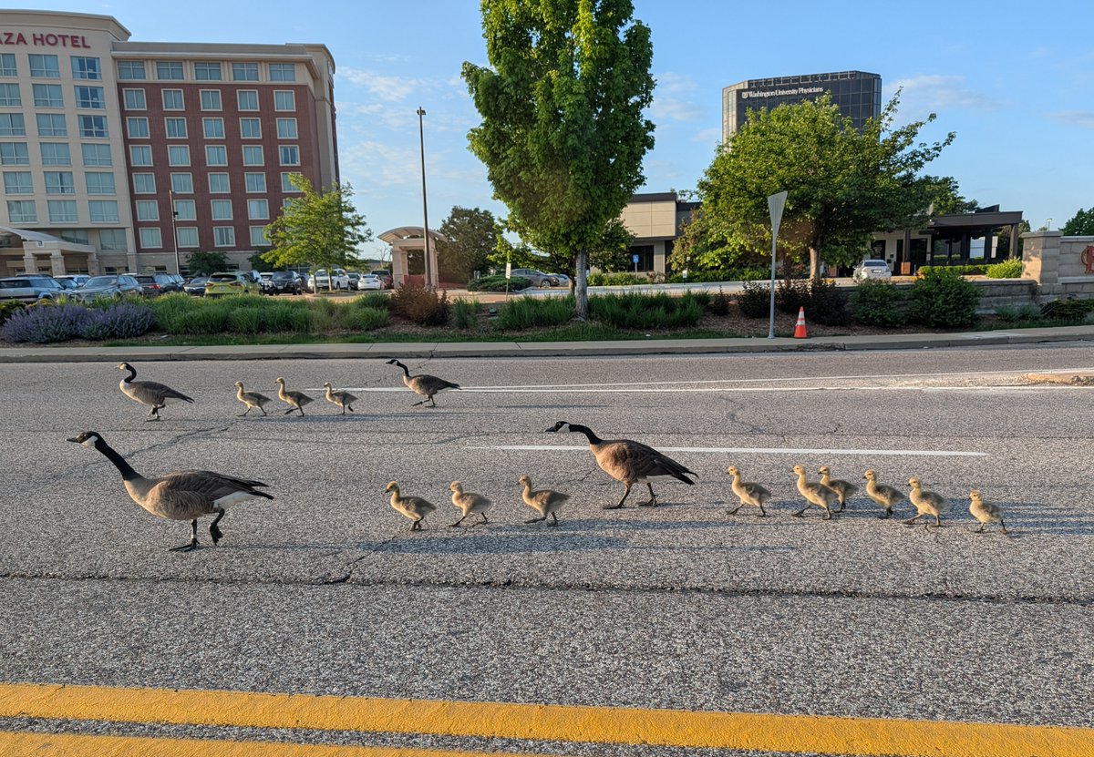 MichaelJGolde's tweet photo. Canadian geese crossing the road in Brentwood. https://t.co/X686e7QX7F