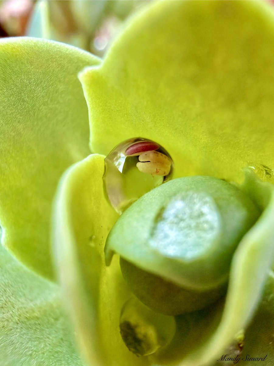 MandyLSimard's tweet image. Let’s see those droplets!💧📸

Pause long enough, and even a droplet becomes art.
