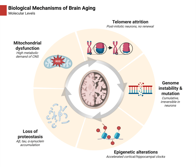 agingdoc1's tweet photo. Brain Aging and the Pursuit of Longevity: Biological Mechanisms and Clinical Implications

https://t.co/Qe9O46tFkq https://t.co/6G8UxJcHVj