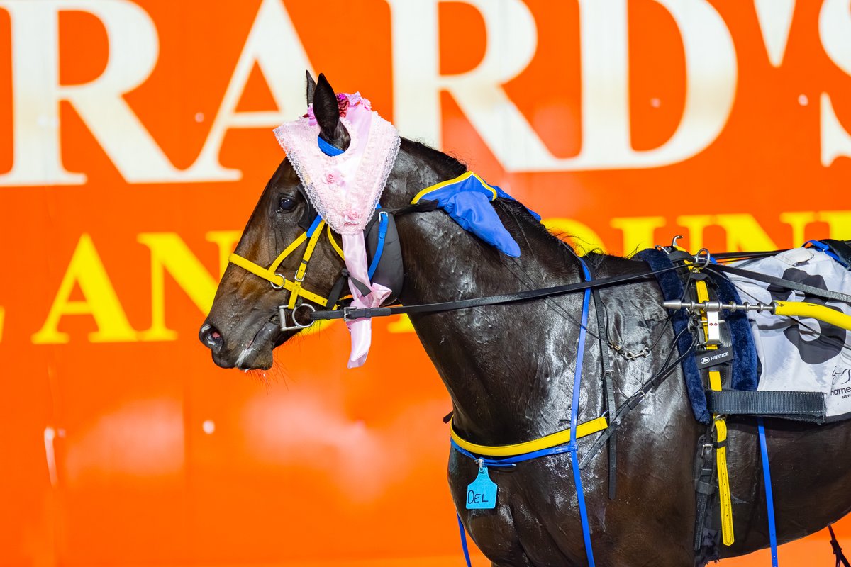 Club Menangle tweet media