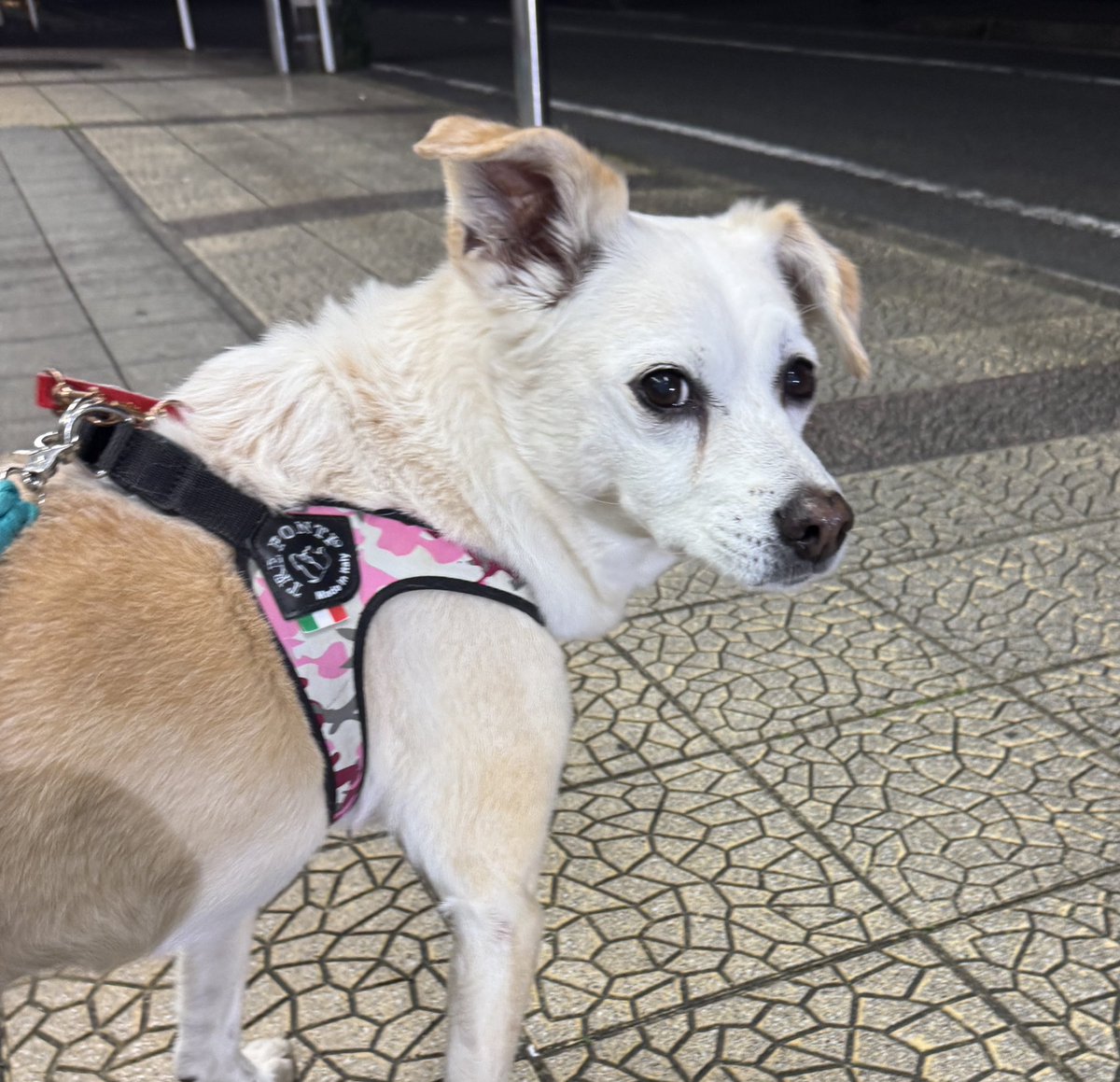 今村 真也@犬の専門家・SippoFesta統括 tweet media