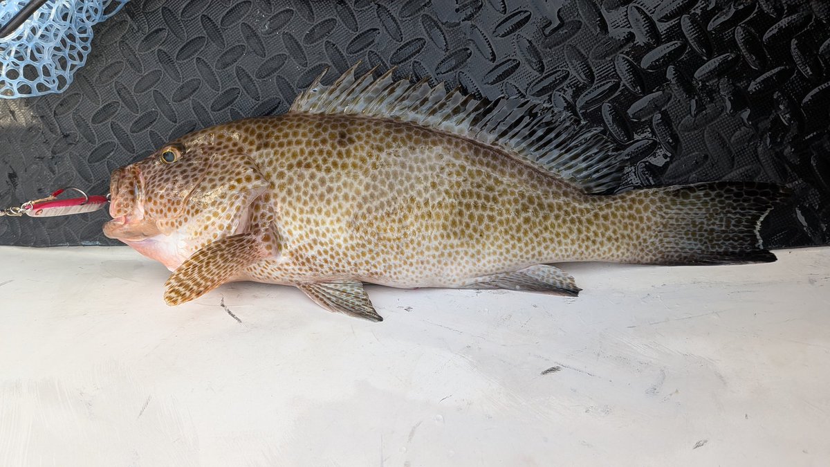 hiro39113's tweet photo. 今日は、平戸へイサキ、根魚狙いのライトジギングに行ってきました🤩
イサキは1人3匹を目標にするも4名で3匹😅小振り😅
根魚はオオモンハタは1.6キロ🤩✨やキジハタ、アカハタやらそこそこの釣果👍
自身の釣果はほとんどフォルテンTG80gブレード😍
＃ライトジギング
＃フォルテンTG
#blurbluefishing https://t.co/rPILuthc30