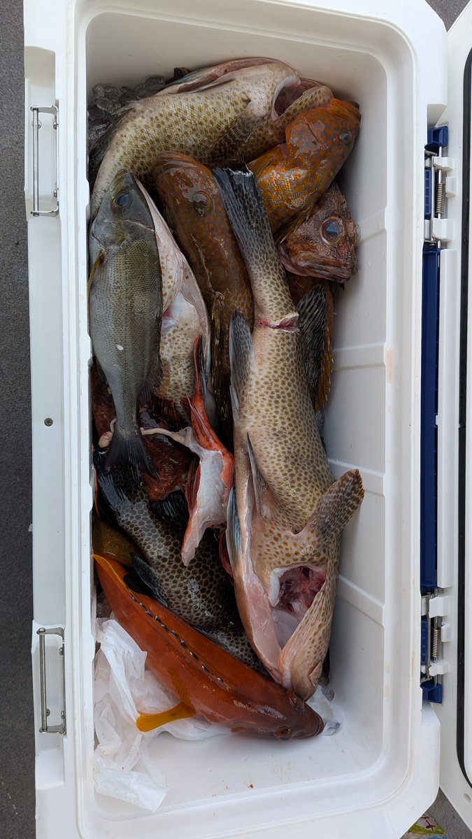 hiro39113's tweet photo. 今日は、平戸へイサキ、根魚狙いのライトジギングに行ってきました🤩
イサキは1人3匹を目標にするも4名で3匹😅小振り😅
根魚はオオモンハタは1.6キロ🤩✨やキジハタ、アカハタやらそこそこの釣果👍
自身の釣果はほとんどフォルテンTG80gブレード😍
＃ライトジギング
＃フォルテンTG
#blurbluefishing https://t.co/rPILuthc30