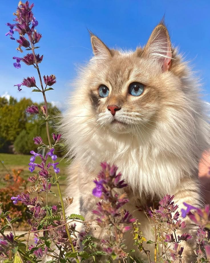 CATIZEN tweet media