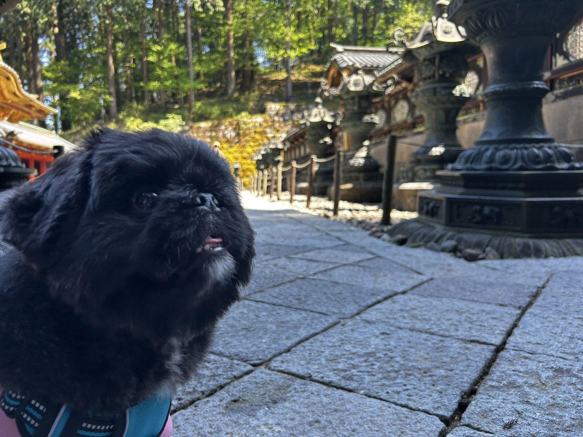 犬旅🐕‍🦺 🗺in日光