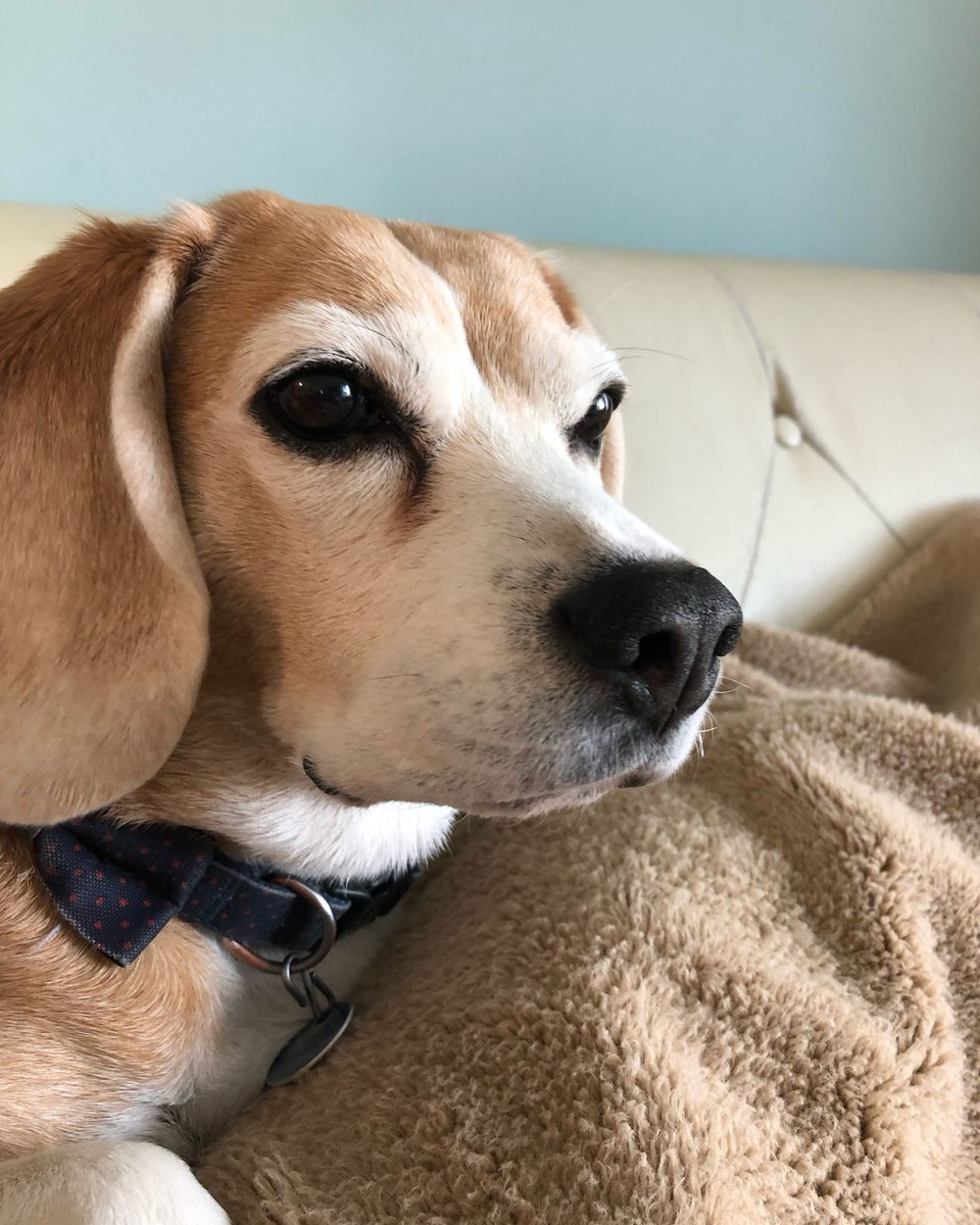 Beagle Facts tweet media