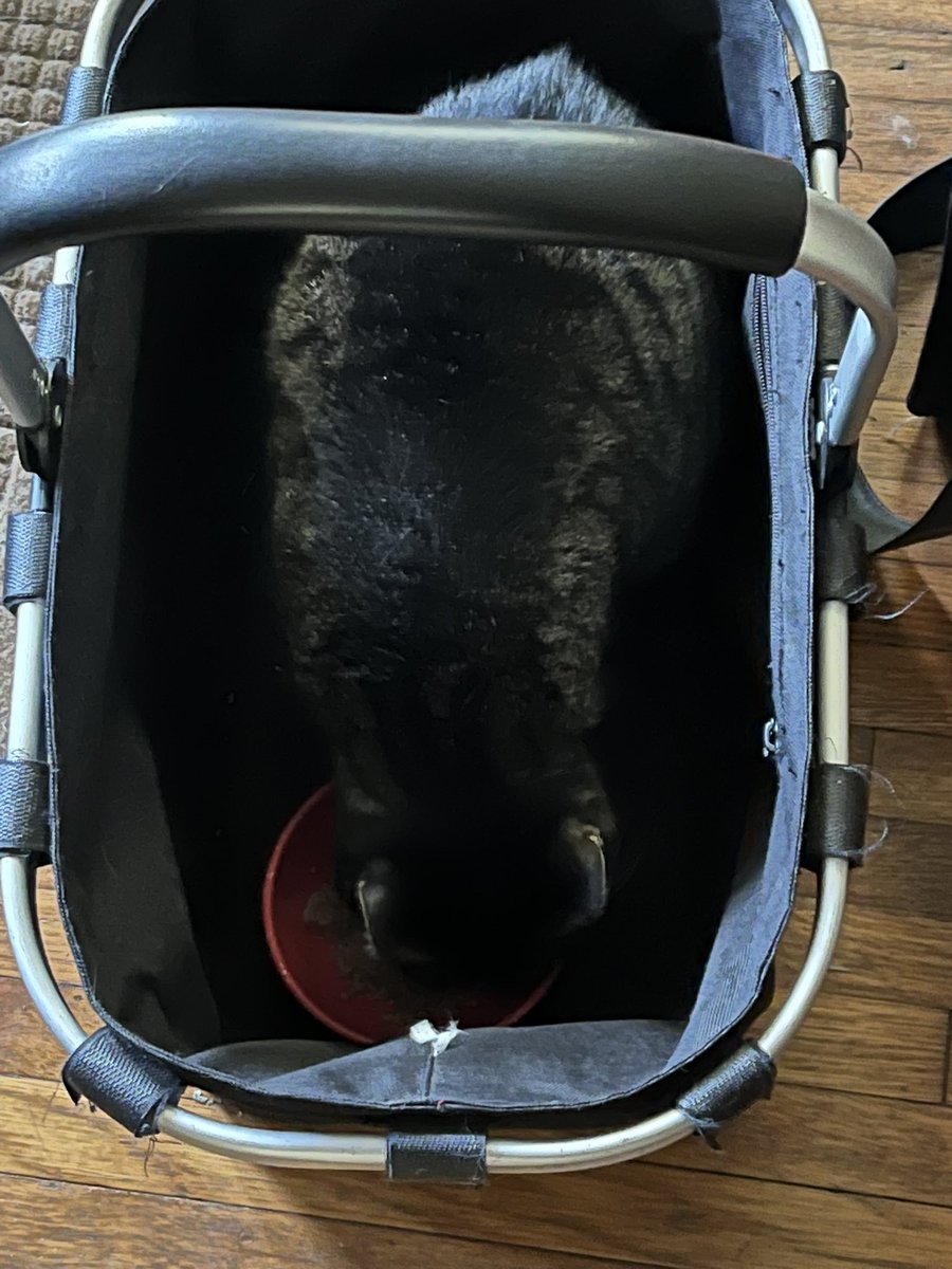 🌈Mouse Cat loves Mommy (OTRB) tweet media