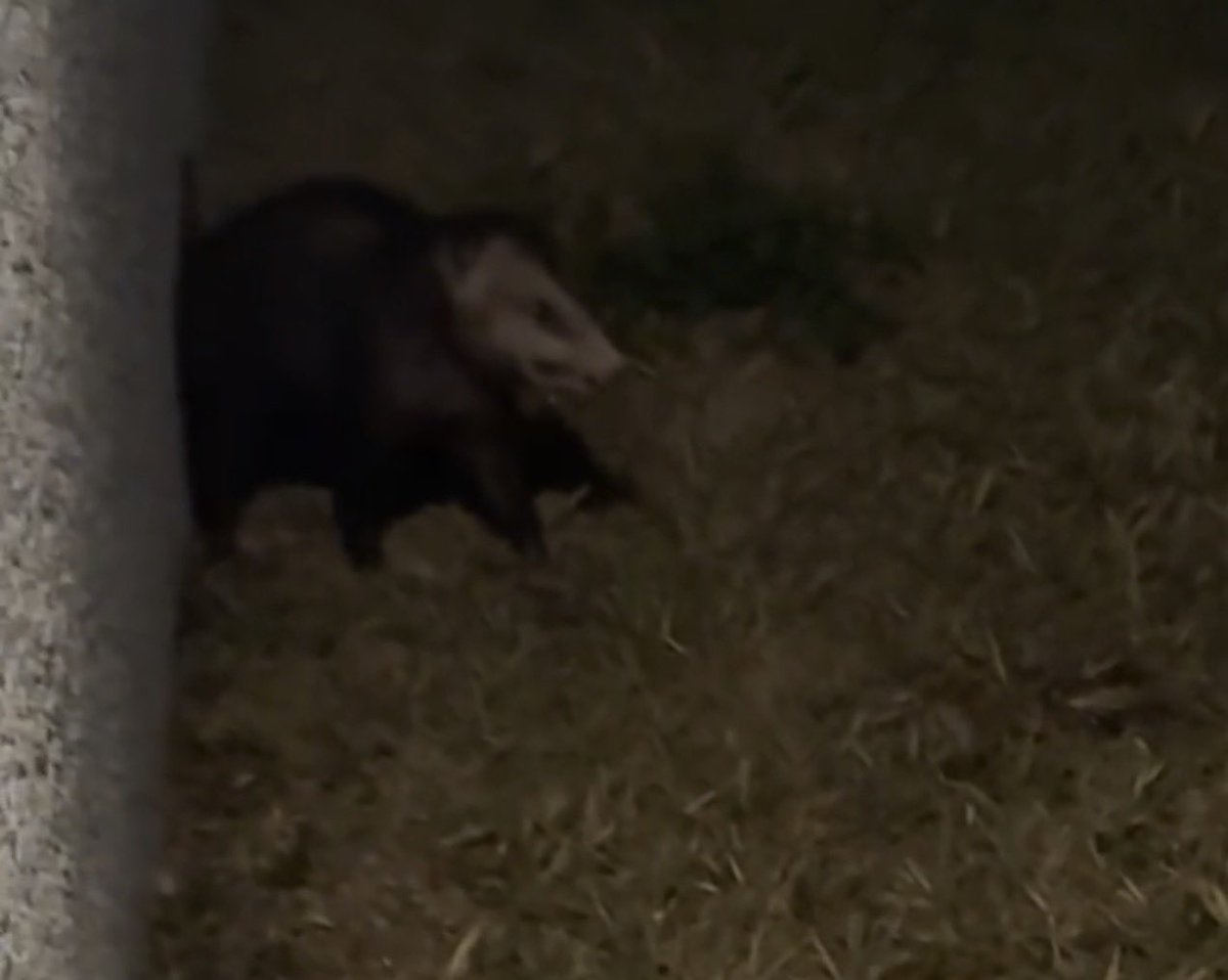 tarynperky's tweet image. This guy froze like this when my dogs bum rushed him🤣 🤣 #frozen #opossum #cantseeme