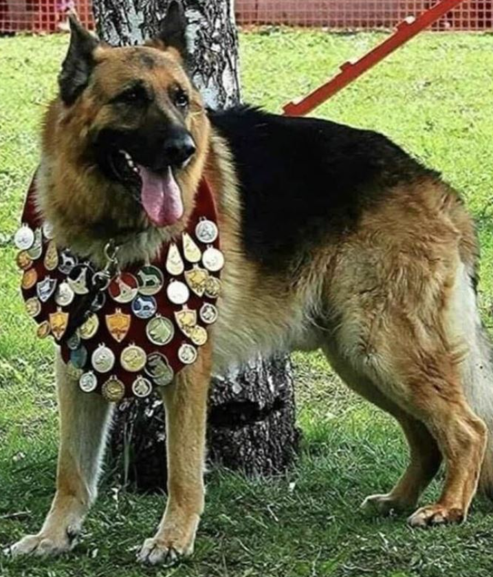 Tweets of Dogs tweet media