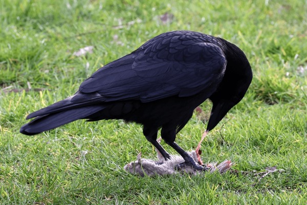 Crows tweet media
