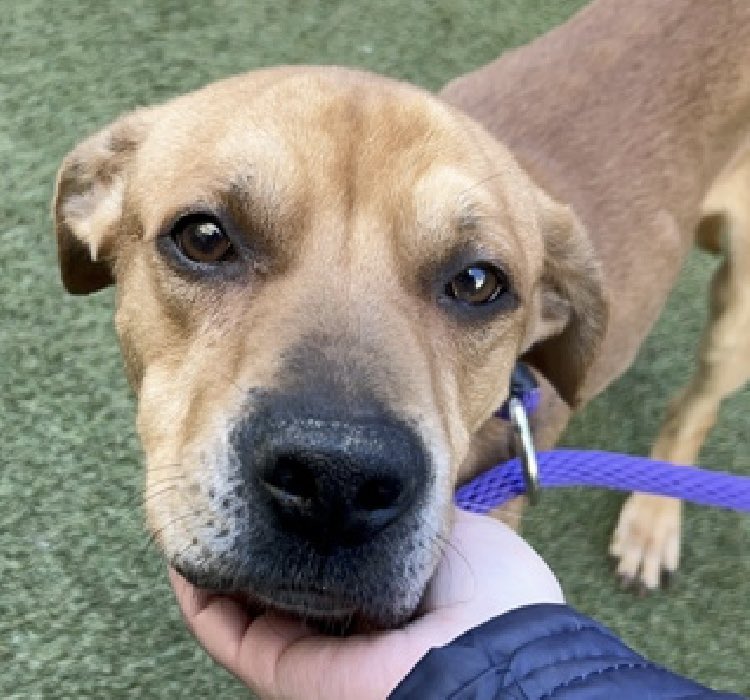 MoishesMom's tweet image. 🚨🆕 💉🎯 🆕 Terrified Stray NYC🚨

Tito is a 5️⃣ yr old gent who arrived at the Manhattan Pound in NYC 7️⃣ days ago 😢This boy has an intense mistrust of the staff in this kill pound

He growls &amp;amp; thrashes at staff; both behaviors will prove to be deadly for Tito 💔

Limited Bio ℹ