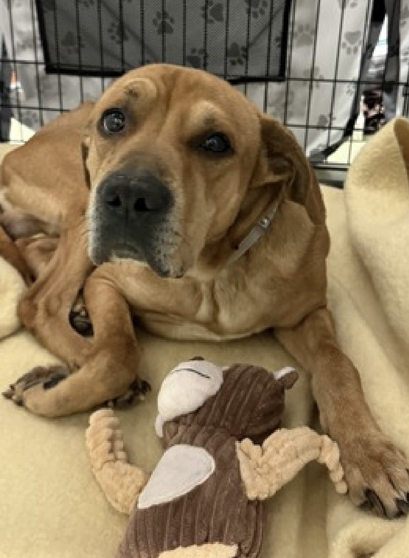 MoishesMom's tweet image. 🚨🆕 💉🎯 🆕 Terrified Stray NYC🚨

Tito is a 5️⃣ yr old gent who arrived at the Manhattan Pound in NYC 7️⃣ days ago 😢This boy has an intense mistrust of the staff in this kill pound

He growls &amp;amp; thrashes at staff; both behaviors will prove to be deadly for Tito 💔

Limited Bio ℹ