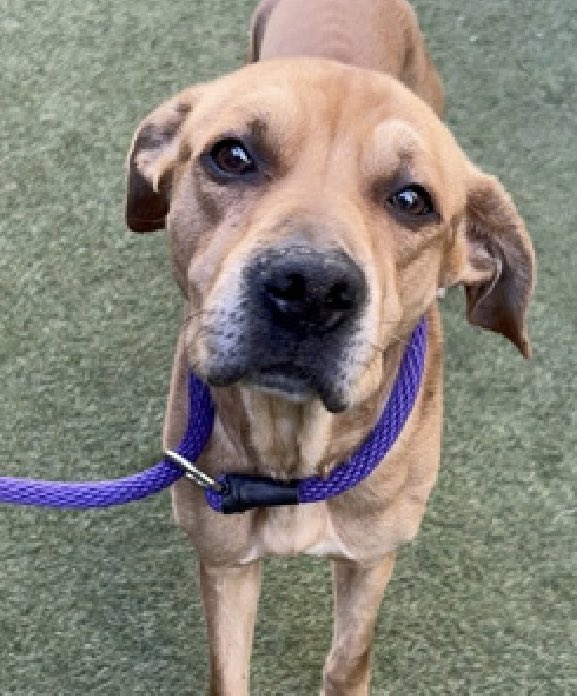 MoishesMom's tweet image. 🚨🆕 💉🎯 🆕 Terrified Stray NYC🚨

Tito is a 5️⃣ yr old gent who arrived at the Manhattan Pound in NYC 7️⃣ days ago 😢This boy has an intense mistrust of the staff in this kill pound

He growls &amp;amp; thrashes at staff; both behaviors will prove to be deadly for Tito 💔

Limited Bio ℹ