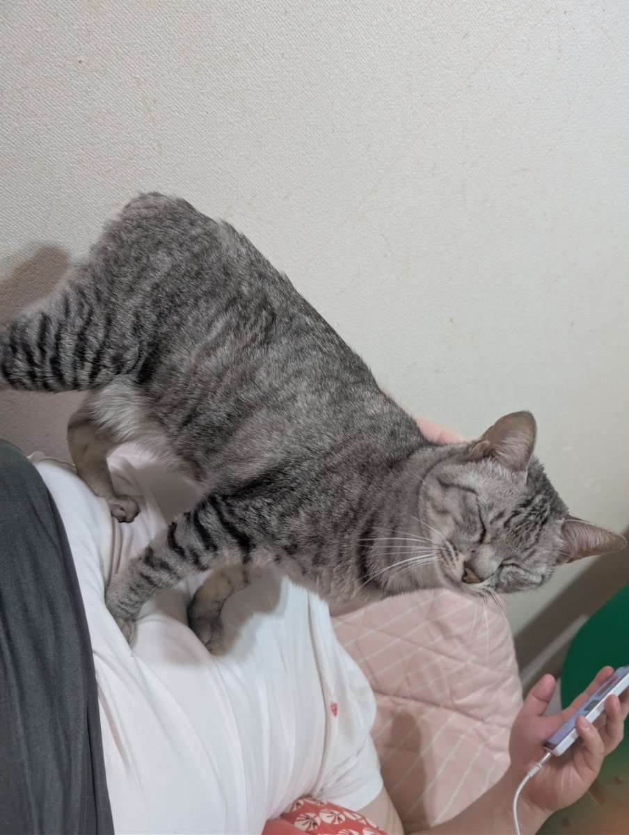 funny_key_39's tweet photo. こんばんは
5月、サバ元気です！

嬉しいよ

 #猫のいる幸せ
 #猫のいる生活 https://t.co/m0FofJHnqj