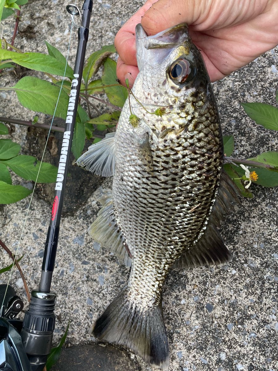 そしてご案内頂いたポイントで憧れのミキュー（オオクチユゴイ）釣ることができた
沖縄の渓流ゲームはまりそう‥めちゃくちゃ嬉しい、たのしい

#bruxa51
#bombada