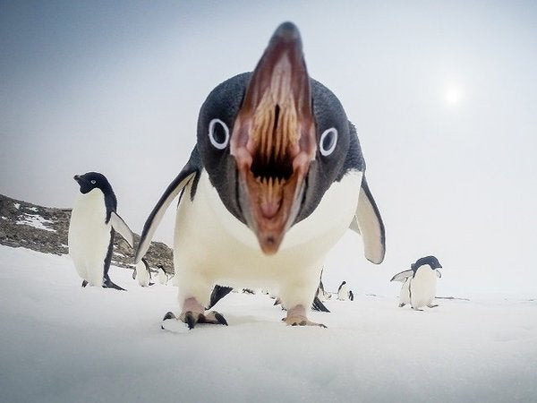 Hiro🐧 The Sweets Penguin tweet media