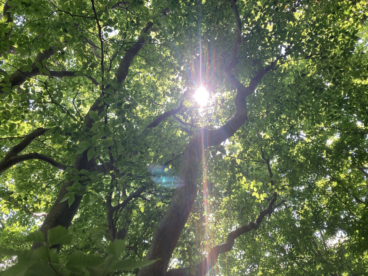 YuMi🌱 2拠点生活(日本⇄カナダ) tweet media