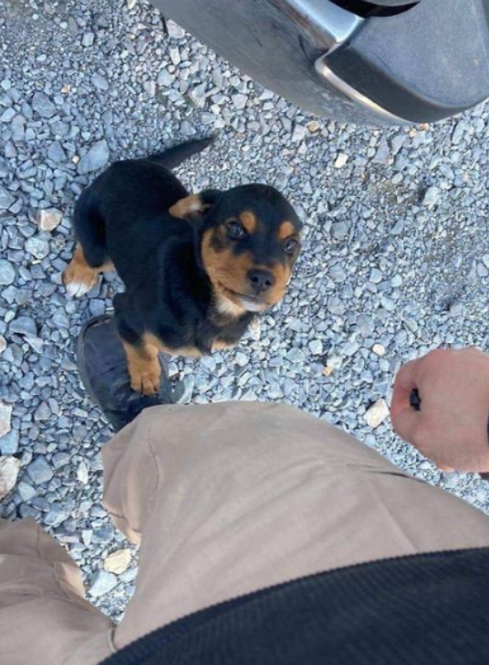 BestinDogs's tweet photo. My husband was spraying a house, and this sweet little puppy walked up to him and was begging for pets. He sat and pet her for a good 30 minutes. While he was leaving, the puppy tried to follow him in his car. So he got out and called the home owner, he said "if it runs in the road, I didn't see or hear anything". And my husband says wtf dude, she could get run over, and it's also 12 degrees outside. So he took the puppy and we found a GOOD home for her.
He said the puppy loved our heat in the car. She was in heaven. We would've taken her if we were allowed to have dogs.
Point is... don t get a puppy if you can't treat them like actual beings. 🙏❤️