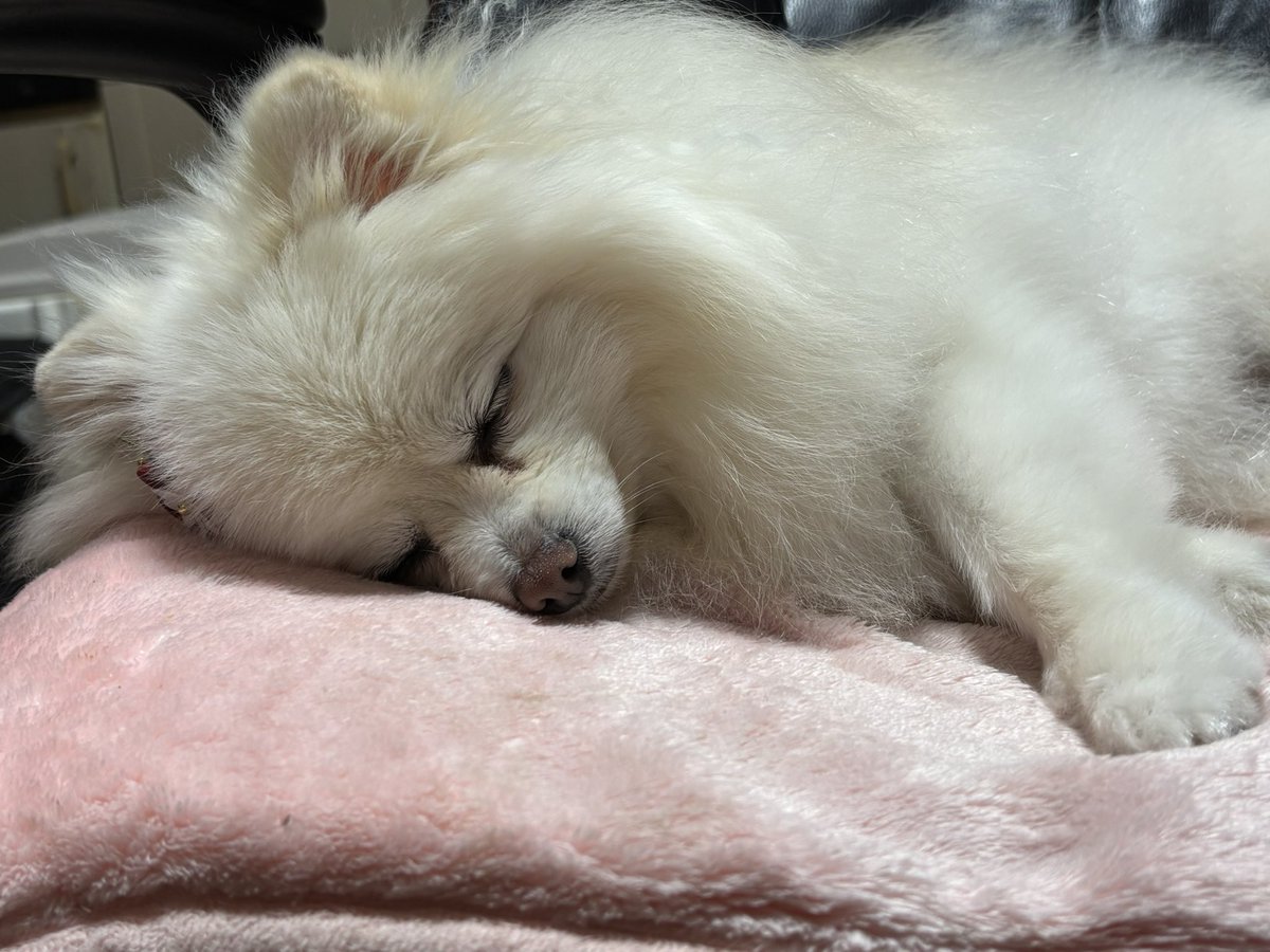 DkqYk's tweet image. #pomeranian #ポメラニアン 
北極熊🐻‍❄️の子グマに似ている我が家のポメラニアン😃