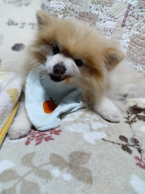 njszk666's tweet image. 渋い食べ方🤣笑

#pomeranian
#ポメラニアン