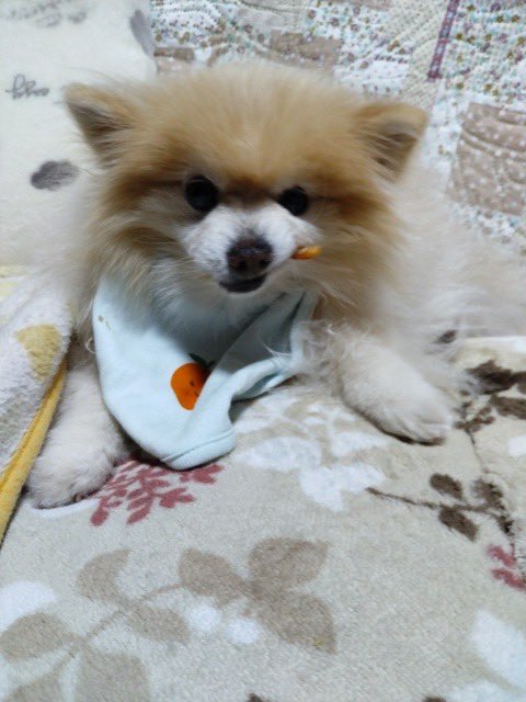 njszk666's tweet image. 渋い食べ方🤣笑

#pomeranian
#ポメラニアン