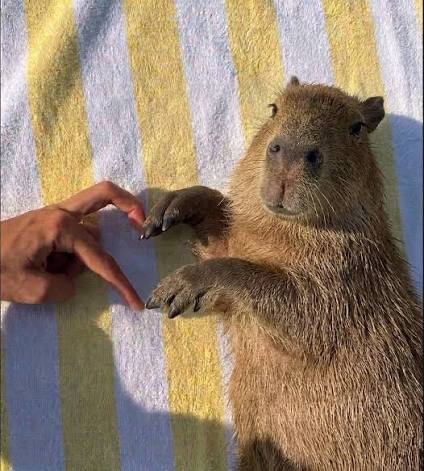 capybara tweet media
