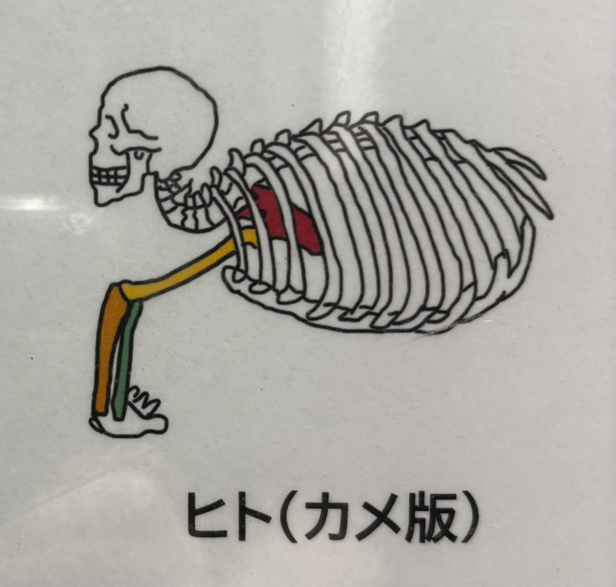 deroderode_ro's tweet photo. ヒト（カメ版） https://t.co/6Z5xu3frKA