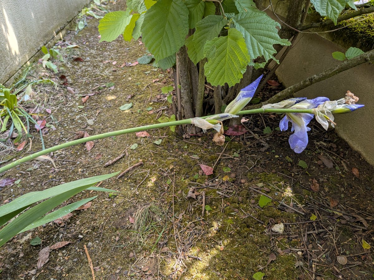 Scorpionnella7's tweet image. ⛈️⚡  Voici le résultat de quelques minutes intenses de grêle dans le jardin hier en RP  🌧️☔ plus aucun pétale au framboisier, iris couché, feuilles du buddleia en berne, rose dans un état indescriptible...😂😘  Le précédent cette année, la neige ❄️🌨️

#garden #lovenature #grele