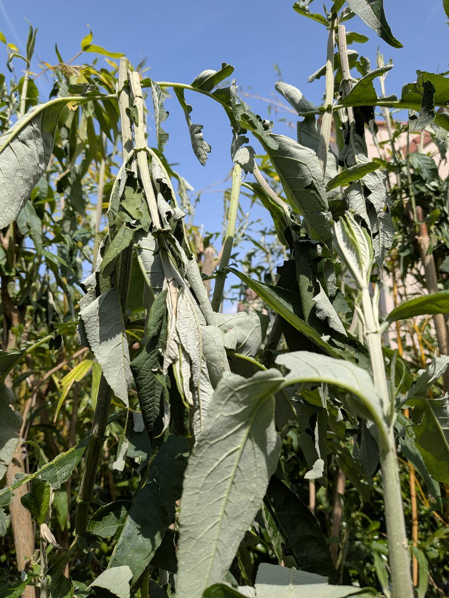 Scorpionnella7's tweet image. ⛈️⚡  Voici le résultat de quelques minutes intenses de grêle dans le jardin hier en RP  🌧️☔ plus aucun pétale au framboisier, iris couché, feuilles du buddleia en berne, rose dans un état indescriptible...😂😘  Le précédent cette année, la neige ❄️🌨️

#garden #lovenature #grele