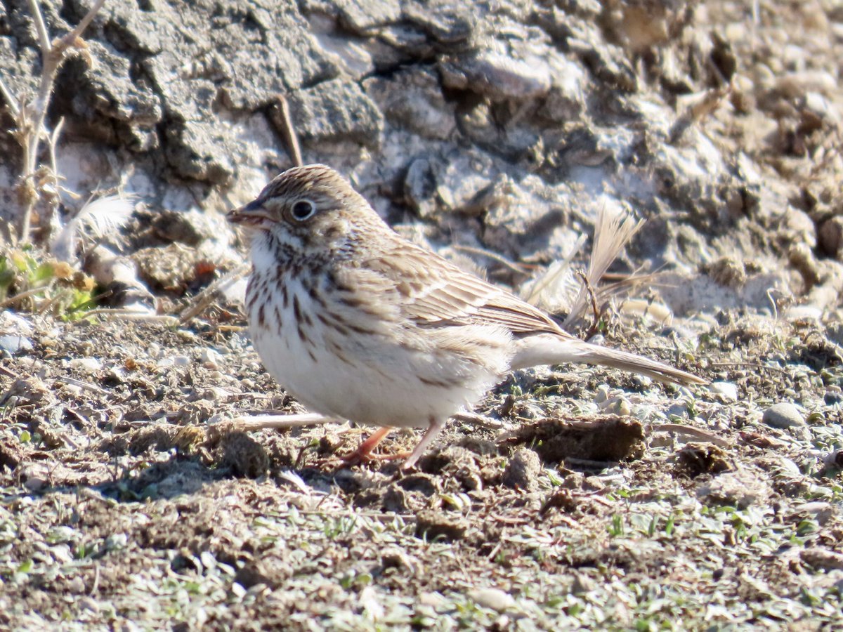 arrivedeh's tweet image. Sparrows on yesterday’s neighbourhood walk. Clockwise: white-throated, song, vesper and Lincoln’s sparrows. 

#BirdsSeenIn2026 #birdphotography #birdwatching #birding #sparrows #UrbanNature