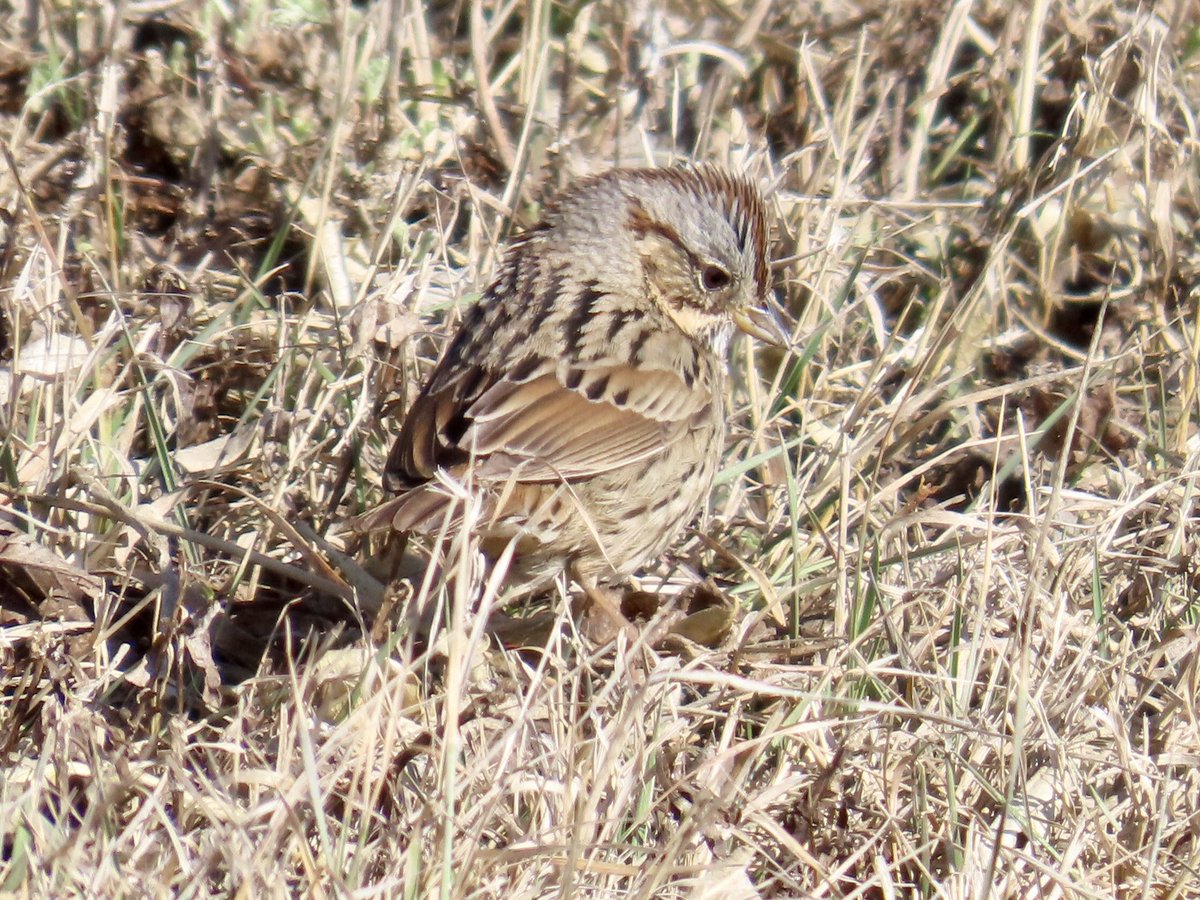 arrivedeh's tweet image. Sparrows on yesterday’s neighbourhood walk. Clockwise: white-throated, song, vesper and Lincoln’s sparrows. 

#BirdsSeenIn2026 #birdphotography #birdwatching #birding #sparrows #UrbanNature