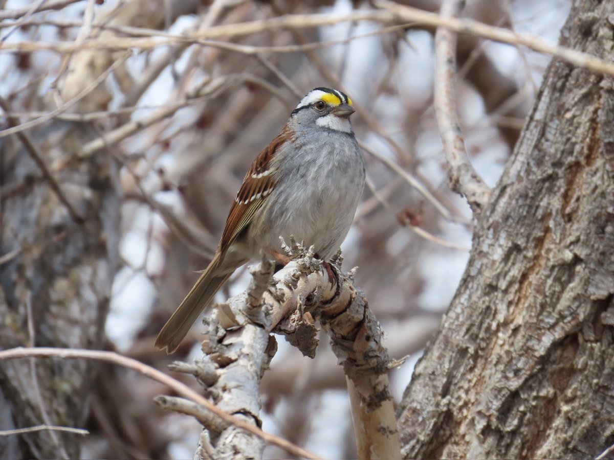 arrivedeh's tweet image. Sparrows on yesterday’s neighbourhood walk. Clockwise: white-throated, song, vesper and Lincoln’s sparrows. 

#BirdsSeenIn2026 #birdphotography #birdwatching #birding #sparrows #UrbanNature