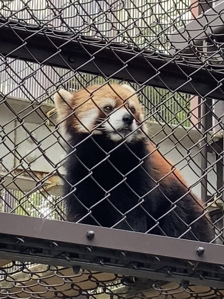 かぼすも杏香ちゃんの空っぽの部屋を見てることがあります👀

😭😭😭

 #熊本市動植物園
 #かぼす
 #レッサーパンダ