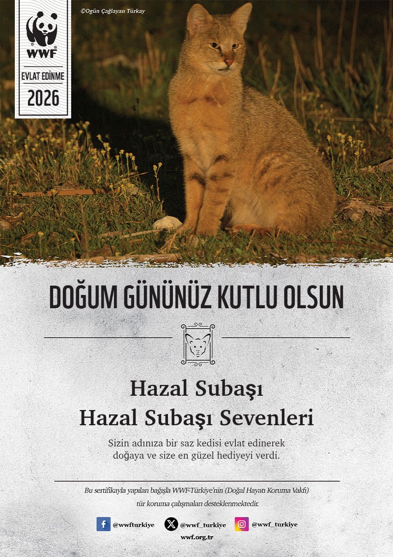 Hazal Subaşı Updates tweet media