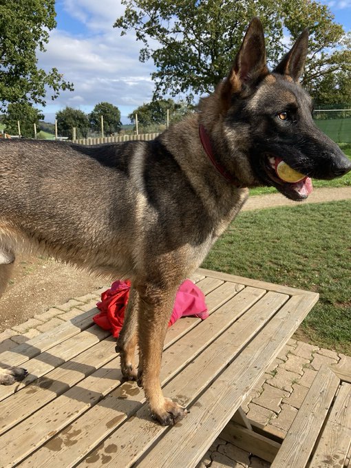 gsrescueelite's tweet image. Luther is 4yrs old and he is a clever boy with so much potential. Luther can live with older kids and is working on his doggy social skills at the #Cornwall kennels 
#dogs #germanshepherd 
gsrelite.co.uk/luther-2/