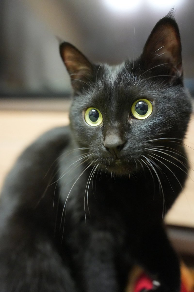 oreo_blackcat's tweet image. きゅるりん目👀
#猫 #黒猫 #blackcat