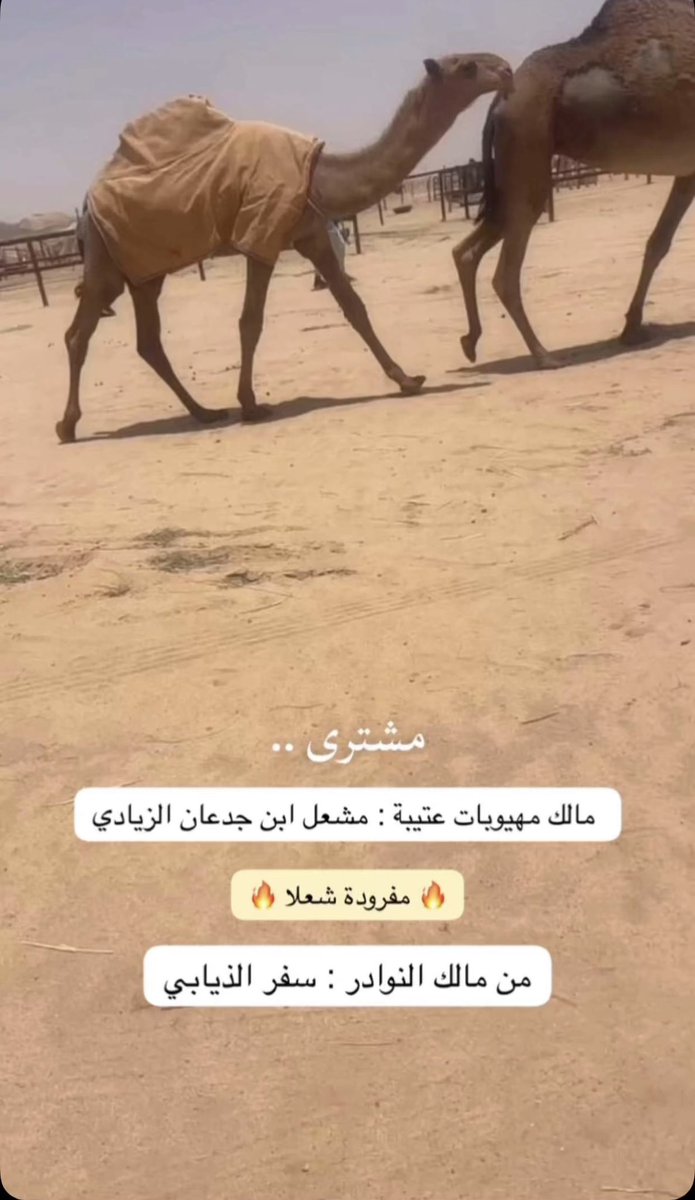يزيد بن فهد tweet media