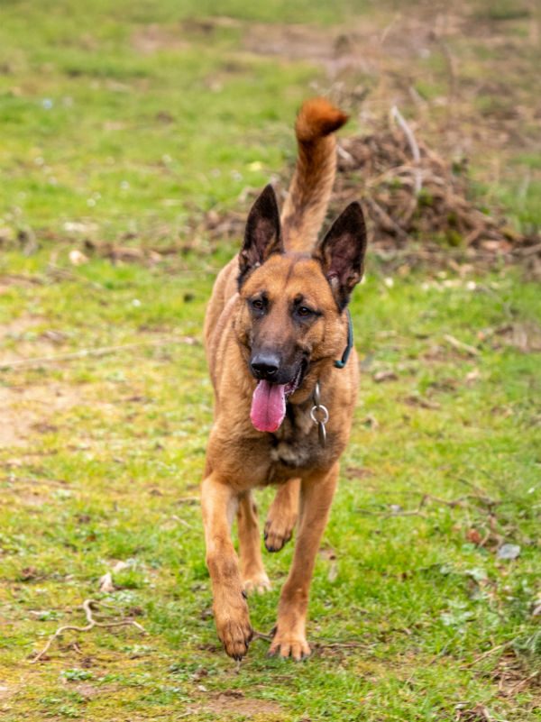 gsrescueelite's tweet image. Pongo is just 16mths old and has already had multiple homes. Pongo can live with older kids but she will need a #malinois exp home to make sure this home is her last home 
#dogs #germanshepherd #Cornwall 
gsrelite.co.uk/pongo/