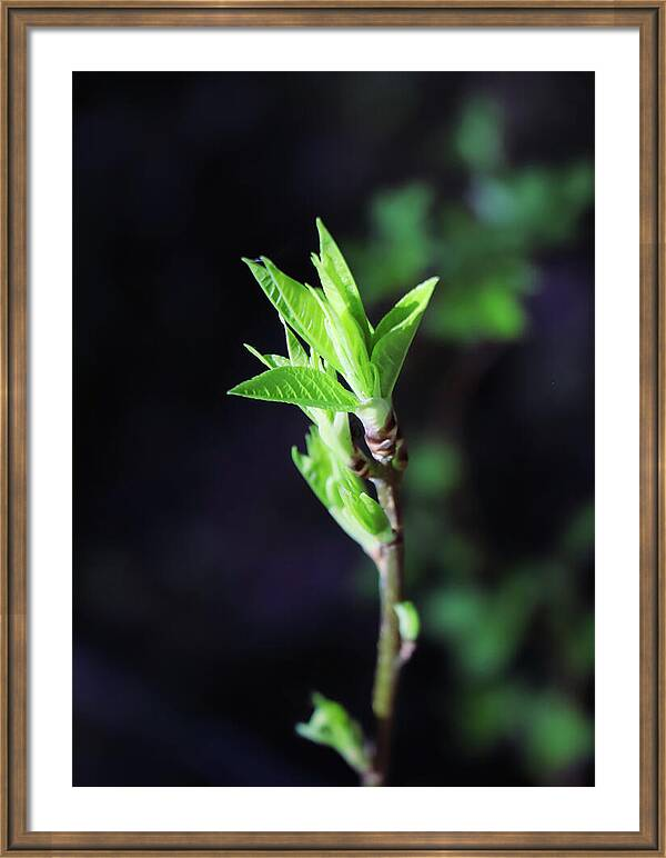 HurmerintaArt's tweet image. The First Green Leaves Of Spring Are Here.
Spent half a day in the forest. 

#spring #leaves #macrophotography #wallart #green 

johanna-hurmerinta.pixels.com/featured/the-f…