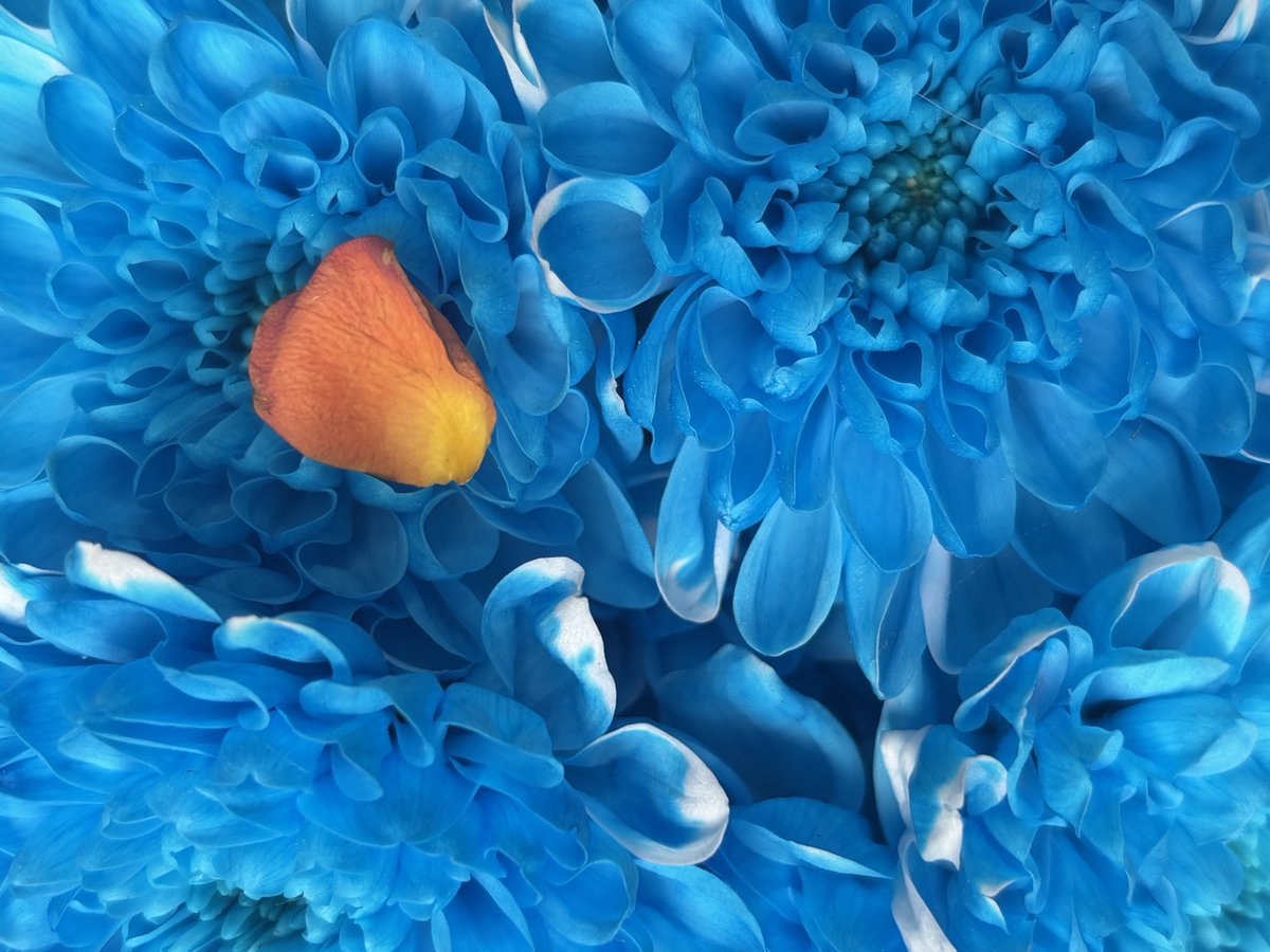🦋