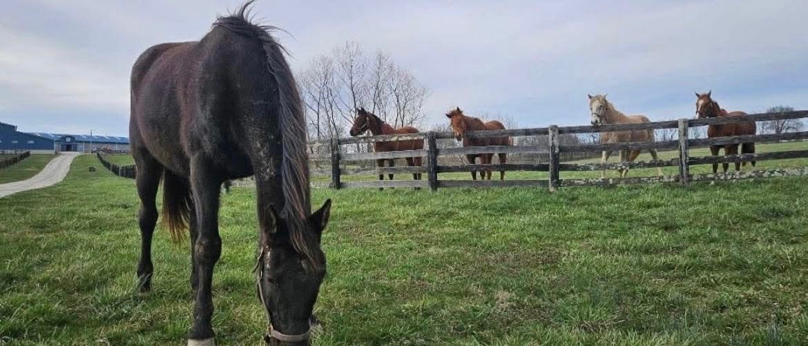 Mane Characters Equine Reserve & Retirement tweet media