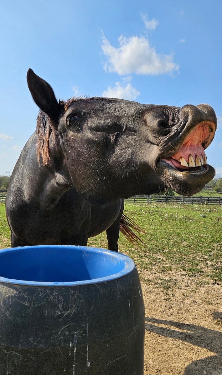 Mane Characters Equine Reserve & Retirement tweet media