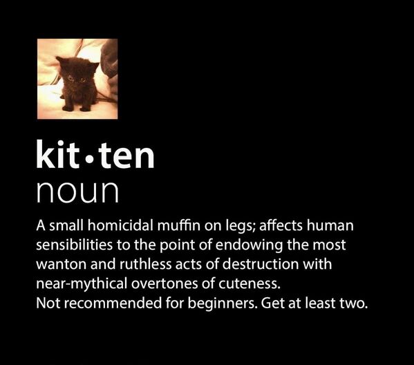 LiftForever67's tweet photo. Word of the Day.

#Caturday 
#CatsLover #CatsOfTwitter https://t.co/4WqZN0KzAE