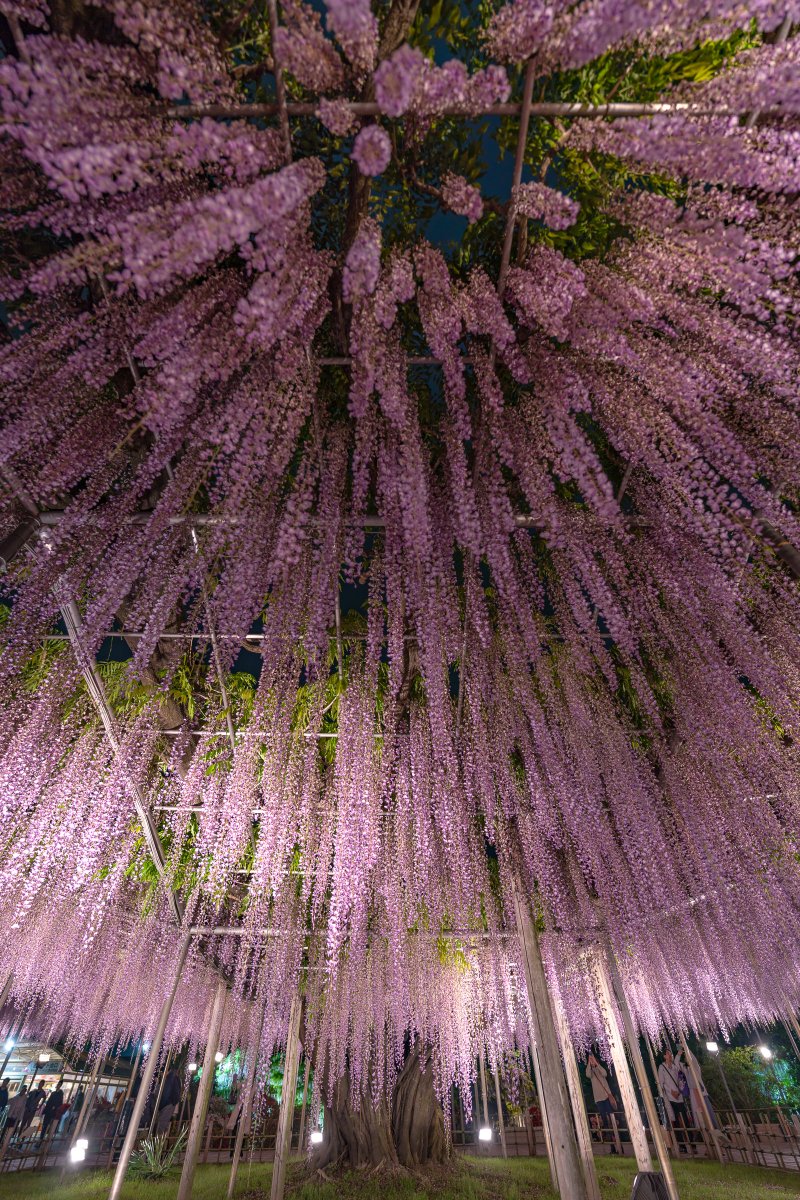 あしかがフラワーパークで大長藤の夜間ライトアップを撮影してきました！
広角レンズで撮影すると、迫力出るなぁ。
タップして大きくして見てね。

2026/4/29撮影