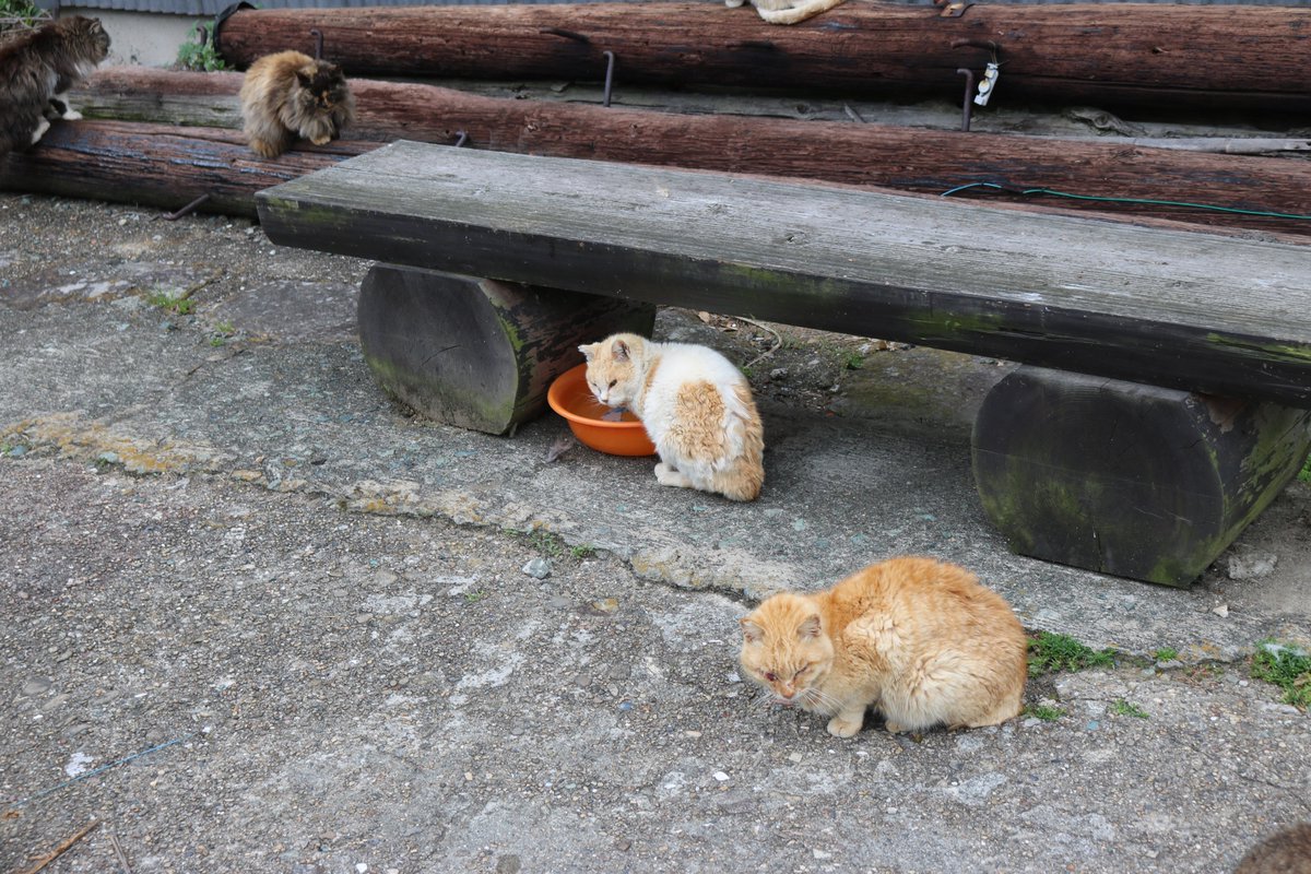 猫の島　青島 tweet media